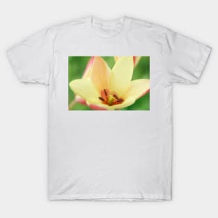 Tulipa clusiana  'Cynthia'  AGM  Lady tulip  Miscellaneous tulip T-Shirt